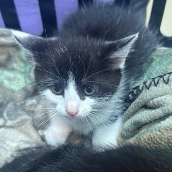 Domestic Short Hair Cats Available for Adoption in Winston-salem, North Carolina - Pear | PetCurious