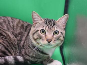 Domestic Short Hair Cats Available for Adoption in Portland, Oregon - Jaks | PetCurious