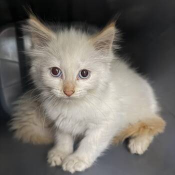 Baroness -  Domestic Medium Hair Cat for Adoption in Oconto, Wisconsin - Baroness | PetCurious