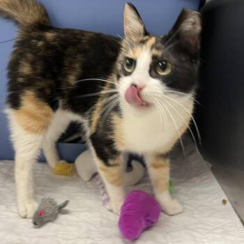 Domestic Short Hair Cats Available for Adoption - Princess Peach-C | PetCurious