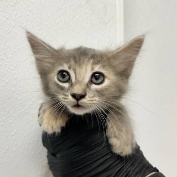 Gold -  Domestic Short Hair Cat for Adoption in Abilene, Texas - Gold | PetCurious
