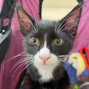 Domestic Short Hair Cats Available for Adoption - Tadah | PetCurious