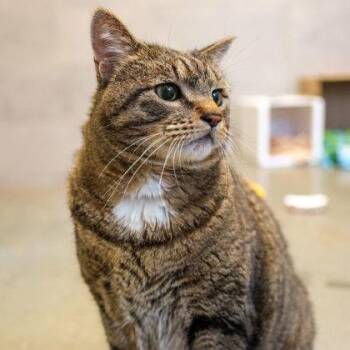 Turkey -  Domestic Short Hair Cat Available for Adoption in Atlanta, Georgia - Turkey | PetCurious