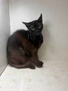 CHERRY -  Domestic Short Hair Cat for Adoption in Winter Haven, Florida - CHERRY | PetCurious