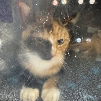 Domestic Short Hair Cats Available for Adoption - Mittens | PetCurious