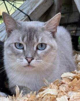 Siamese Cats Available for Adoption - Petunia (SHY) | PetCurious