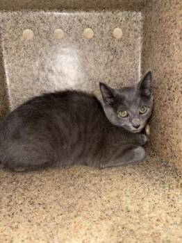 Domestic Short Hair Cats Available for Adoption in Lafayette, Indiana - Chihiro | PetCurious