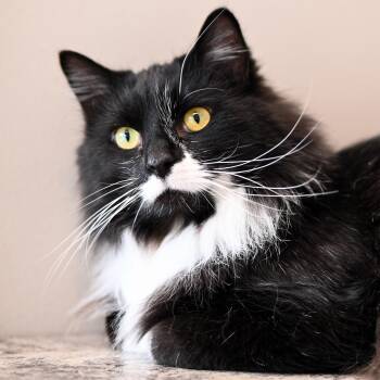 Domestic Long Hair Cats Available for Adoption - Oscar | PetCurious