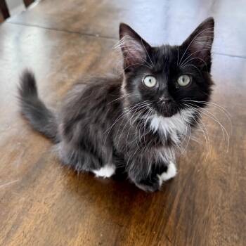Domestic Medium Hair Cats Available for Adoption in Richmond, Virginia - Creamy Italian | PetCurious