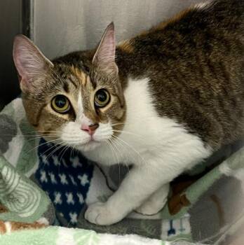 Sheba -  Domestic Short Hair Cat for Adoption in Golden, Colorado - Sheba | PetCurious