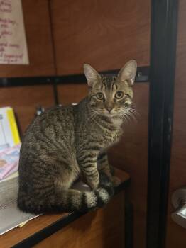 Rescue Domestic Short Hair Cats for Adoption in Carrollton, Virginia - Ty | PetCurious