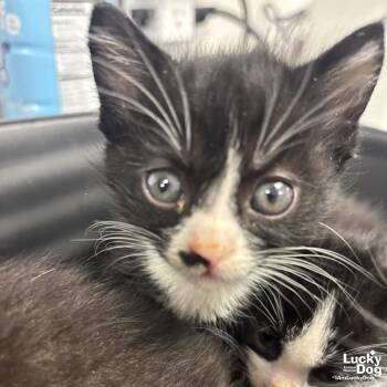 Domestic Short Hair Cats Available for Adoption in Washington, District Of Columbia - Firefly | PetCurious