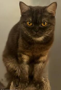 British Shorthair Cats Available for Adoption in Snow Hill, Maryland - Bella | PetCurious