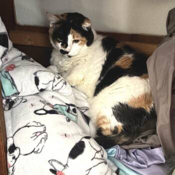 Domestic Short Hair Cats Available for Adoption - Chrissy | PetCurious