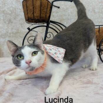 Lucinda -  Domestic Short Hair Cat for Adoption in Parkersburg, West Virginia - Lucinda | PetCurious