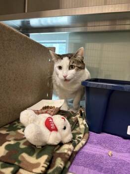 Josie -  Domestic Short Hair Cat for Adoption in Stratham, New Hampshire - Josie | PetCurious