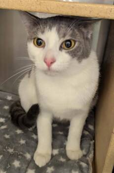 Domestic Short Hair Cats Available for Adoption in South Bend, Indiana - Bella | PetCurious