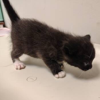 Bean -  Domestic Medium Hair and Domestic Short Hair Cat for Adoption in Coos Bay, Oregon - Bean | PetCurious