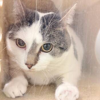 Domestic Short Hair Cats Available for Adoption - Carchimba | PetCurious