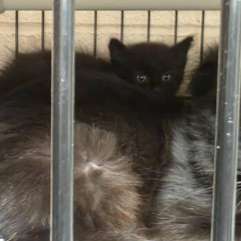 Fluffernuttle -  Domestic Long Hair Cat for Adoption in Columbus, North Carolina - Fluffernuttle | PetCurious
