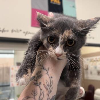 Brioche -  Domestic Short Hair Cat for Adoption in Las Vegas, Nevada - Brioche | PetCurious