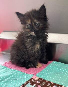 Dumpling -  Domestic Short Hair and Domestic Long Hair Cat for Adoption in Dickson, Tennessee - Dumpling | PetCurious