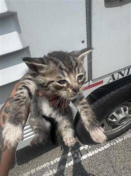 Domestic Short Hair Cats Available for Adoption in Houston, Texas - A654904 | PetCurious