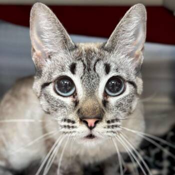 Siamese and Domestic Short Hair Cats Available for Adoption in Jefferson, Wisconsin - Aurelia | PetCurious