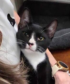 Fabio -  Tuxedo and American Shorthair Cat for Adoption in Magnolia Springs, Alabama - Fabio | PetCurious