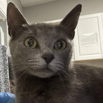 Sidney -  Domestic Short Hair Cat Available for Adoption in Greenville, South Carolina - Sidney | PetCurious