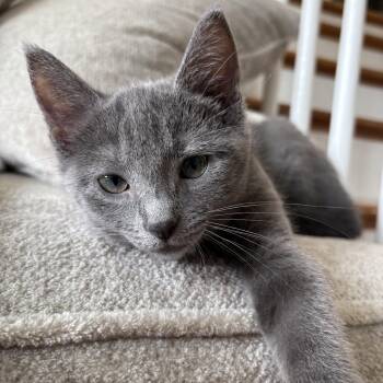 Frank -  Domestic Short Hair Cat for Adoption in Lemoyne, Pennsylvania - Frank | PetCurious