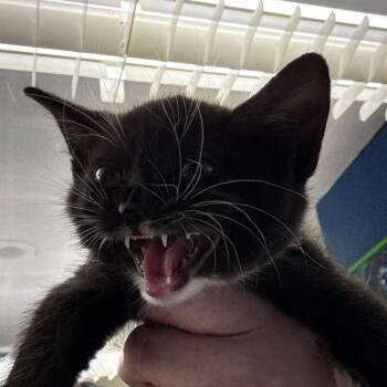 Domestic Short Hair Cats Available for Adoption in Summerlee, West Virginia - Delilah | PetCurious