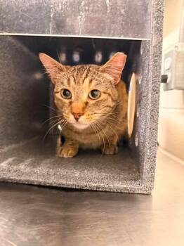 Reva -  Domestic Short Hair Cat for Adoption in Fruit Heights, Utah - Reva | PetCurious