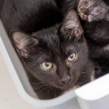 Samuel -  Domestic Short Hair Cat for Adoption in New York, New York - Samuel | PetCurious