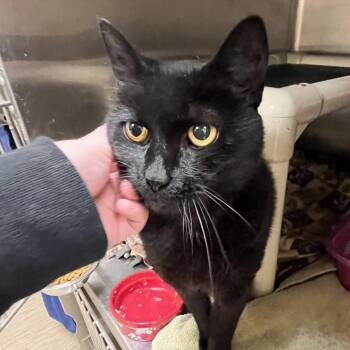 Domestic Short Hair Cats Available for Adoption in Bedford, New Hampshire - Ike | PetCurious