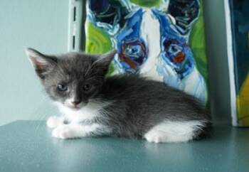 Halo -  Domestic Short Hair Cat for Adoption in San Antonio, Texas - Halo | PetCurious