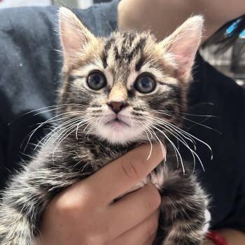 Miller -  Domestic Short Hair Cat Available for Adoption in Fredericksburg, Virginia - Miller | PetCurious