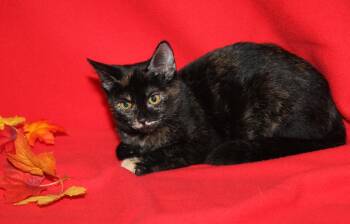 Sushi (Photos September 6th 2026) -  Tortoiseshell Cat for Adoption in Marietta, Ohio - Sushi (Photos September 6th 2026) | PetCurious
