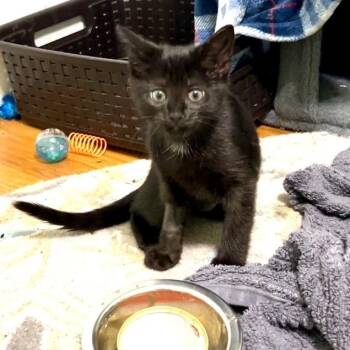 Rescue Domestic Short Hair Cats for Adoption in Albany, New York - Alison | PetCurious