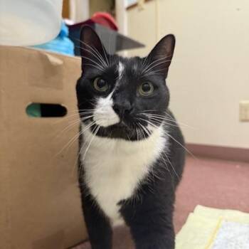 Rescue Domestic Short Hair Cats for Adoption in Saranac Lake, New York - Zeke | PetCurious