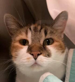 Rusty -  Domestic Short Hair Cat for Adoption in Merriam, Kansas - Rusty | PetCurious