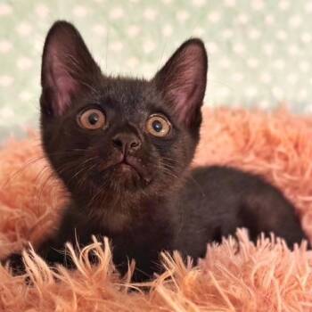 Rescue Domestic Short Hair Cats for Adoption in Conroe, Texas - Laffy (Candy Litter) | PetCurious