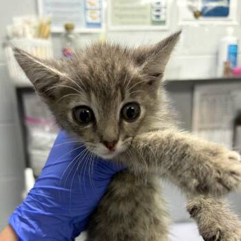 Spam -  Domestic Short Hair Cat for Adoption in Summerville, South Carolina - Spam | PetCurious