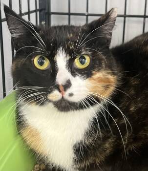 Domestic Short Hair Cats Available for Adoption - Tessa | PetCurious