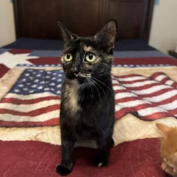 Domestic Short Hair Cats Available for Adoption in Chattanooga, Tennessee - Queenie | PetCurious