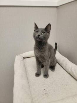 7 Up -  Domestic Short Hair Cat for Adoption in Fergus Falls, Minnesota - 7 Up | PetCurious