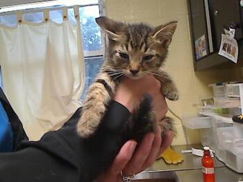 DRO -  Domestic Short Hair Cat for Adoption in Cookeville, Tennessee - DRO | PetCurious