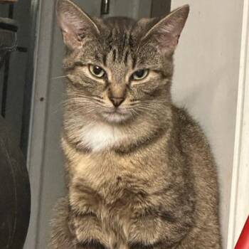 Brownie 2yrs -  Tabby Cat for Adoption in London, Ontario - Brownie 2yrs | PetCurious