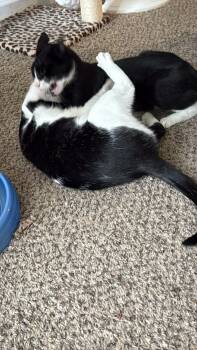 Rescue Domestic Short Hair Cats for Adoption in Charlotte, North Carolina - Spritz And Cutie | PetCurious