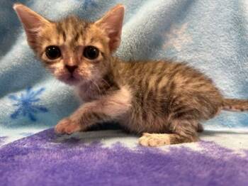 Rescue Domestic Short Hair Cats for Adoption in Gray, Louisiana - Minni (Lucy) | PetCurious